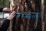 Oregon Wild's Jamie Dawson uses a special tape measure to determine a tree's diameter at breast height, a common measure of a tree's size. Her conservation group wants ponderosa pines 21 inches in diameter and larger to be off-limits from logging.