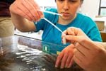 Research assistant Fiona Curliss transfers sperm using a pipette at Friday Harbor Labs on San Juan Island, Wash.. in February.