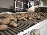File photo. Potatoes scoot by on belts at Balcom and Moe in Pasco, Wash. They get a rinse, are sized and then put in bags destined for America's supermarkets. The potato farmer and packer-shipper has been in business since the 1920's.