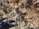 A photo shows OR-88, the breeding female gray wolf of the Lookout Mountain pack, deceased with a wound on her right shoulder.
