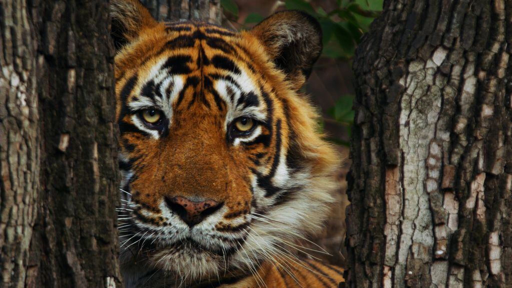 Tiger documentary raises issues of habitat loss and human intrusion - OPB
