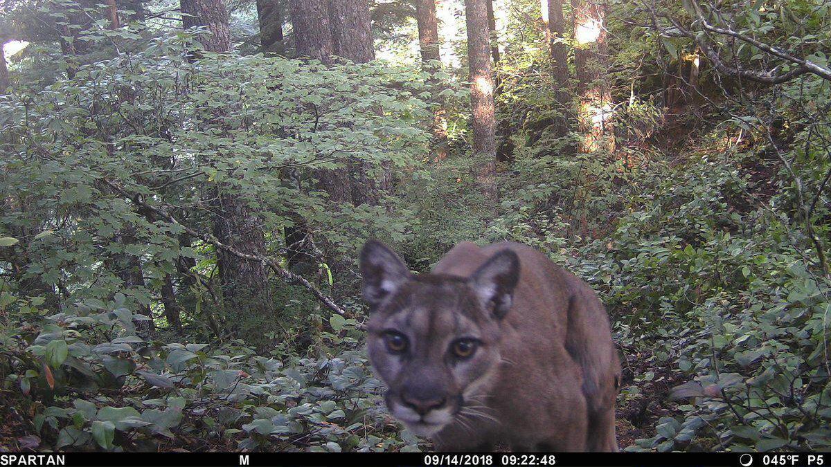 Wildlife Officials Conclude They Killed The Cougar Responsible For Hiker S Death Opb