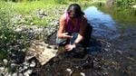 Eva Carl is studying how lamprey bodies could act as fertilizer for waterways.  It monitors the flow of the stream and takes water quality samples every three days.