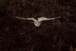 Ken Shults is taking his images of owls into the realm of fine art prints.