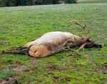 FILE - This Nov. 16, 2016, photo provided by Oregon State Police shows a bull elk that was illegally killed and left to waste near Elgin, Ore. An extensive poaching ring was responsible for slaughtering more than 100 black bears, cougars, bobcats, deer and elk in southwestern Washington state and northwestern Oregon.