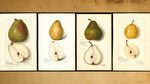 Water color of four different pear types.