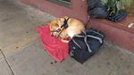 A dog sleeps on a sidewalk in downtown Eugene, Oregon.