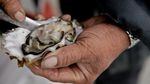 A Puget Sound oyster. A new report issued Nov. 4, 2013 identifies oysters as one of many species affected by climate change. Oysters' ability to grow strong shells is compromised by increasingly acidifying waters that result from carbon emissions.