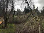 An all-too-common scene in the 
Portland region: Downed tree limbs in West Linn on Monday, a week after the storm.