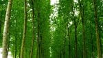 Poplar trees that help clean up toxic waste can stand to benefit from probiotics, according to new research.