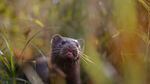 In this Sept. 4, 2015, file photo, a mink sniffs the air as he surveys the river beach in search of food, in meadow near the village of Khatenchitsy, northwest of Minsk, Belarus. Coronavirus outbreaks at mink farms in Spain and the Netherlands have scientists digging into how the animals got infected and if they can spread it to people.