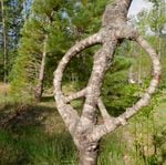 A tree shaped into a peace sign sits on the property of artist Richard Reames at his home gallery in Williams.
