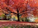 A tree in Ashland's Lithia Park is bright with red fall leaves on Nov. 3, 2020.