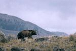 This undated file photo provided by the National Park Service shows a grizzly bear walking along a ridge in Montana.