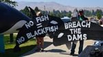 Protesters call for the removal of dams on the Snake River to help salmon spawn -- and consequently feed Puget Sound orcas. The protest came outside a meeting of the governor's orca task force in Wenatchee on Tuesday.