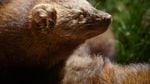 Fishers were once prized for their fur, making them a target of trappers until the animal's numbers plummeted in the early 1900s across the western United States.