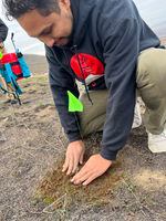 Volunteer Jaime Robles plants sagebrush near a popular hiking spot in Benton City, Wash., that burned the pervious summer.