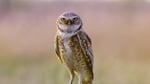 Burrowing owl populations are declining each year at a rate of 2 to 3 percent.