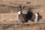 A University of Wyoming research team is working with Western ranchers to develop a model to calculate the economic impacts of sage grouse conservation on ranchers.