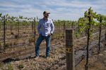 Nick Davis stands in the vineyard that he owns with his twin brother outside of Madera. He's been dumping water on his grape vines since the heavy rains started this winter, sinking more than 4 times the amount of water he typically uses on the vines into the ground.