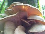 In spring, clusters of oyster mushrooms erupt from some of the trees.