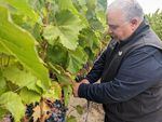 Charlie Hoppes, owner of Fidelitas Winery in Richland, checks out his vines.