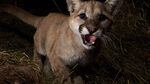 A 10-month-old cougar is startled by a trail camera in the California mountains. The Oregon Department of Fish and Wildlife includes juvenile cougars in their total population estimates.