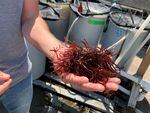 Dulse is the common name for a seaweed that has hints of bacon taste when cooked..