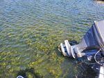Canadian pondweed has exploded in growth at Lincoln City's Devil's Lake. This invasive weed has led to damages to the ecology of the lake, as well as disrupting recreational activities that are popular in the area.