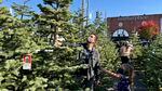 An adult and child choose a Christmas tree at an outdoor lot.