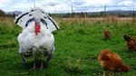 Turkeys and chickens share space at Rainshadow Organics farm.