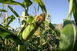 Corn growing at an Oregon State University experimental plot at Myrtle Creek Farm in Myrtle Creek, Ore., Oct. 3, 2022. 