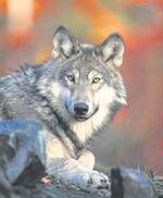 A gray wolf is pictured in this undated file photo.