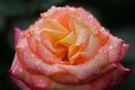 Rain drops cover a pink rose.