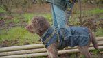 A curly brown dog wears a jacket and a harness and looks focused on the task at hand.