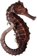 Line Seahorse Hippocampus erectus spécimen n° 11 ;  6 pouces de long;  Birch Aquarium Scripps Oceanographic Institute, La Jolla, Californie