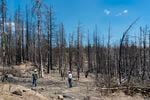 Green Diamond’s Justin Kostick, left, and John Davis look over dead trees on one of Green Diamond’s Klamath Basin properties, June 29, 2023. The 2021 Bootleg Fire killed all the trees in this area owned by the Seattle-based timber company. Starting in January 2022, the area was salvage logged and then replanted with lodgepole pine, ponderosa pine and white fir in the spring of 2023. 