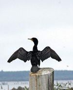 Double-crested cormorants like this one spread their wings in the sun to dry after getting them wet in the pursuit of small fish in the water. East Sand Island near Chinook is the location of a major colony of the birds.