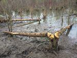 Beavers have chewed down numerous trees in Greenway Park along Fanno Creek in Beaverton.