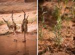 Preserved trees which were underwater for decades caught grasses and other natural materials. Young Willow trees sprout in the sediment that water from Lake Powell used to fill.