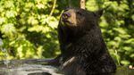 Black bear Takoda takes a soak in a tub at the Oregon Zoo.