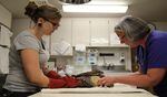 Portland Audubon Wildlife Care Center workers Lacey Campbell and Deb Shafer tend to an injured red-tailed hawk. 
