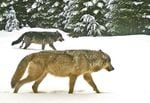 Two adult wolves from the Walla Walla Pack were caught on a remote trail camera Jan. 16, 2016, in Umatilla County, Oregon. Extreme weather in northeast Oregon this winter has disrupted surveys of area wolfpacks.