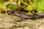 Environmental groups are petitioning for the Siskiyou Mountains salamander to be added to the Endangered Species list.