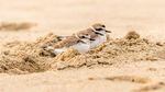 Birds rest on a sandy beach