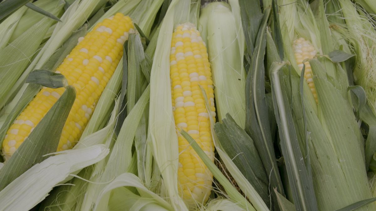In Oregon, corn is on the menu more — thanks in part to culture and climate change