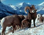FILE: Bighorn sheep are pictured in an undated photo. A tiny parasite is causing stillbirths of bighorn lambs, and scientists are trying to learn more information about the bug's origins and effects.