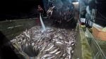 Groundfish trawlers will soon be allowed to catch more fish as depleted populations recover from overfishing.
