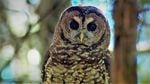 From a distance, the brown eyes of a spotted owl appear black. 