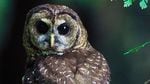 Logging and barred owls are major threats to the Northwest’s spotted owl. But there’s another threat that’s increasing every year for the endangered bird: fire.